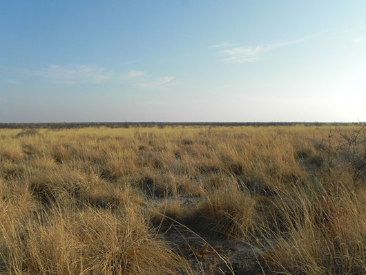 Chihuahuan Mixed Salt Desert Scrub — Texas Parks & Wildlife Chihuahuan Mixed Salt Desert Scrub — Texas Parks & Wildlife